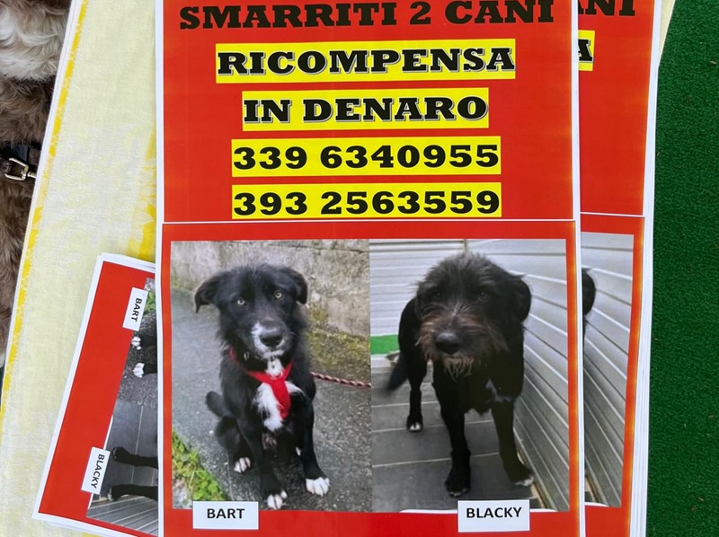 Parco del Cane di Scalea. Ennesimo appello dell’associazione “Salvami” per ritrovare Bart e Blacky