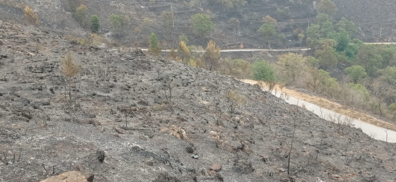 Incendi sul Tirreno cosentino. Un’azione comune dei sindaci per fare chiarezza su quanto accaduto?