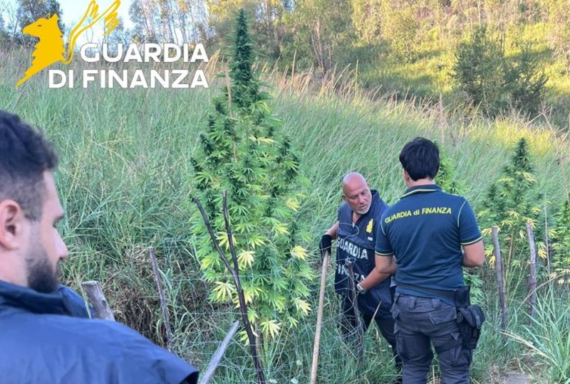 Crotone. Sequestrata una piantagione di marijuana. Stroncato un traffico di 350 mila euro