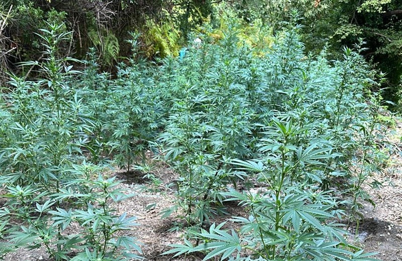 Papasidero. Scoperte 500 piante di canapa indiana. Sgominato un traffico da un milione di euro
