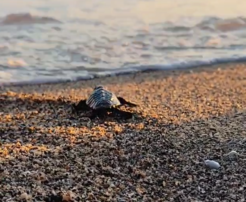 Diamante, Caretta Caretta. Dalla spiaggia delle tartarughe ben 125 nuove nate