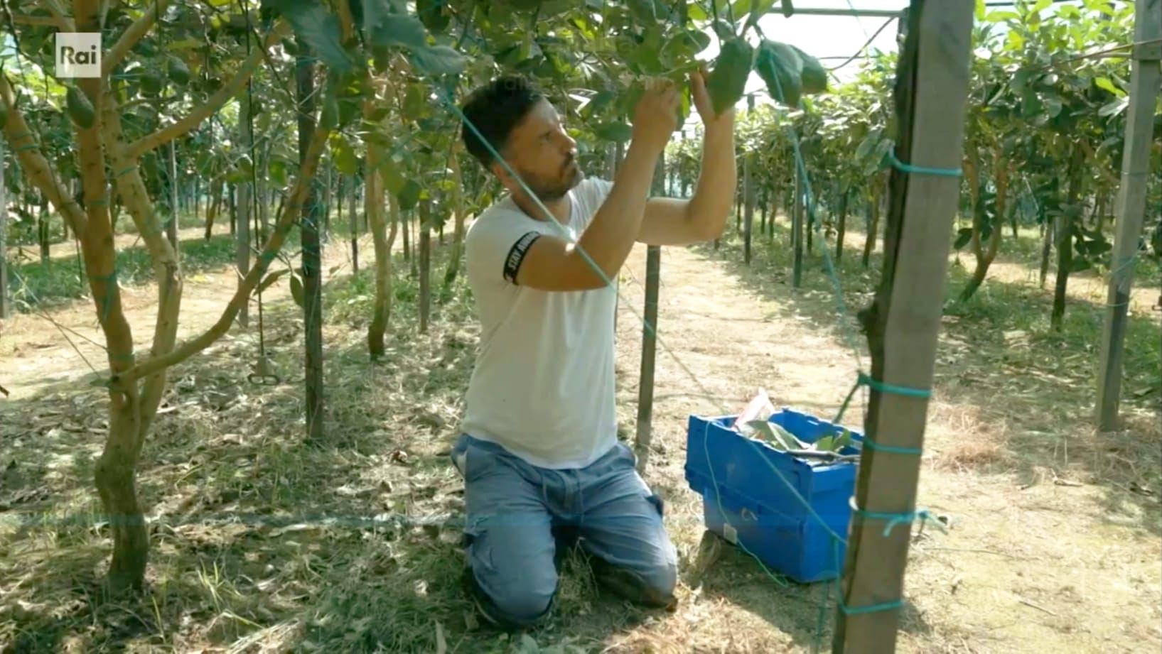 Santa Maria del Cedro : il Cedro raccontato su RaiPlay